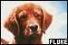  Movies: Fluke